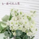 플로라벨로