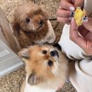 (주)포앤씨 신의계시 | 광주 넓은 실내 애견카페 추천 오렌지카페 방문 솔직 후기