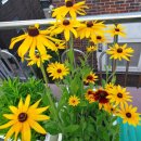 루드베키아 이미지