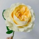 버터플랜트