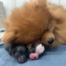 명지오션시티동물병원 이미지