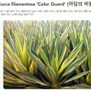 유카 필라멘토사 컬러가드 &#34;Color Guard&#34;[아담의 바늘] 이미지