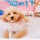 #아름답개 이미지