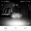 돈오리비해피 이미지