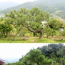 경북 청도군 지슬]조경수 소나무 모과나무 백일홍 단풍나무등을 판매합니다. 이미지
