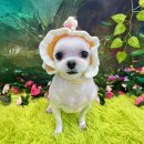 깔끔하개 | [인천서구신현동] 강아지미용｜말티즈 미용 후기 – 깔끔하개