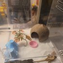 레몽하우스 | ( 내돈내산 ) 레몽크리프 도마뱀 파충류 크레스티드...고밀도백업 3 x 3 x 50 cm, 블랙 구입후기 입니다.