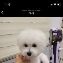 골드독트리멍 이미지