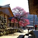 지리산매화네