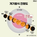 오늘 밤 블러드문 관측해보시길 권합니다. 이미지
