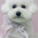 뽀송뽀송 강아지 미용실 이미지