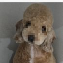 하트애견미용실 이미지