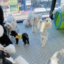 체크인독 애견유치원 이미지