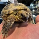 거북빌딩 | K-9자주포급 아주 듬직한 호스필드 육지거북!! 부천점 대량입고!!