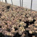 한샘농장 이미지