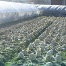 이흥우「난」 이미지