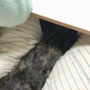 우쥬클린 네이버블로그