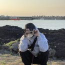 조승연 카카오 검색결과