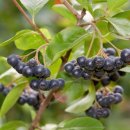 오케이 팜 이미지