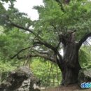 금산 보석사 은행나무[ Ginkgo Tree of Boseoksa Temple, Geumsan , 錦山 寶石寺 銀杏나무 ]충청남도 금산 이미지