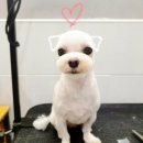 핑크펫샵 이미지