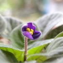 바이올렛 이미지