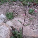 청룡초등학교 이미지