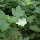 목화(1차) 이미지