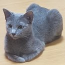 아름다비 | [고양이 용품] 네이처스 프로텍션 NP화이트캣 급여 후기