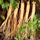 금산인삼 이미지