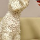 도크도크 이미지