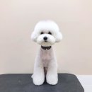 펫뷰티샵 페이보릿 이미지