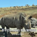 31140-8-48-13 | 아이랑 후쿠오카 사파리 투어 최저가 예약 방법 유후인 벳푸 버스투어 후기