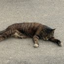 떼굴떼굴 이미지