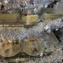 호돌이PC 이미지