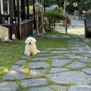티오피칠공공 | 강원도 평창 / 계곡이 있는 신축 펜션 내돈내산 대박이하우스 (애견동반가능)