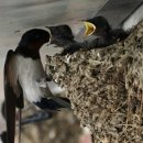 강남제비 이미지