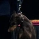 맑은눈 동물병원 이미지