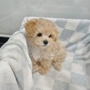 도그마루 강아지고양이 목동점 이미지