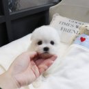 해피애견타운 분당판교점 이미지