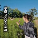 취타대동아리 | 구리 코스모스축제 2025 기간 총정리 개화상황 주차 먹거리까지