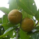 환호해맞이공원 이미지