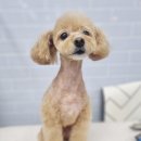 냥이를 사랑하는 멍멍이 이미지