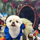 까까멍멍 이미지