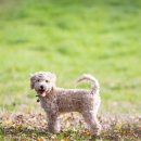 24시 센텀동물메디컬센터 연산점 이미지