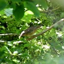 소청도의 북방개개비(Pallas's Grasshopper Warbler) 이미지