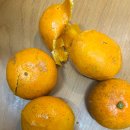 소우농장 | 당근은 제대로 할 생각이 없나