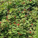 나로도주유소 이미지