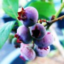 우리꽃자리 이미지