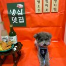 상대원 동물병원 | [강아지 미용] 강아지 재활 가능한 미용실 '성남 멍균관대'